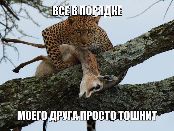 http://i6.imageban.ru/out/2013/07/16/1d3702bbb9b98db53f80fb84f866d2cc.jpg