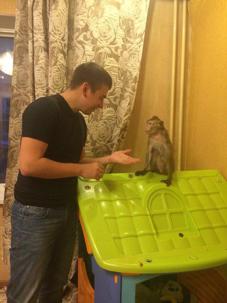 Эти забавные животные