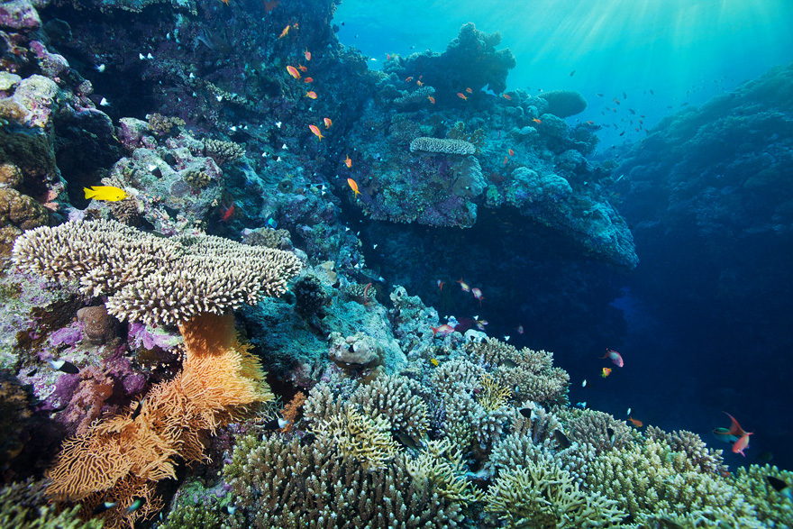 Картинки по запросу завораживающий  подводный мир Красного моря