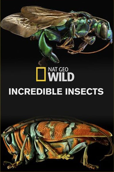 Nat Geo Wild:   / Incredible Insects (2015) HDTVRip 720p | D
