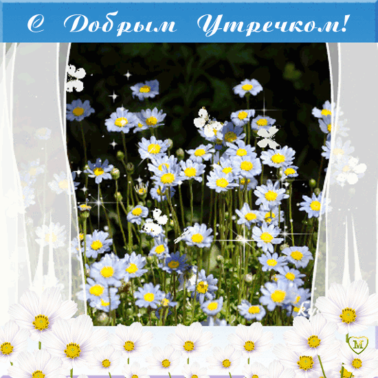 Доброе утро ромашковое поле