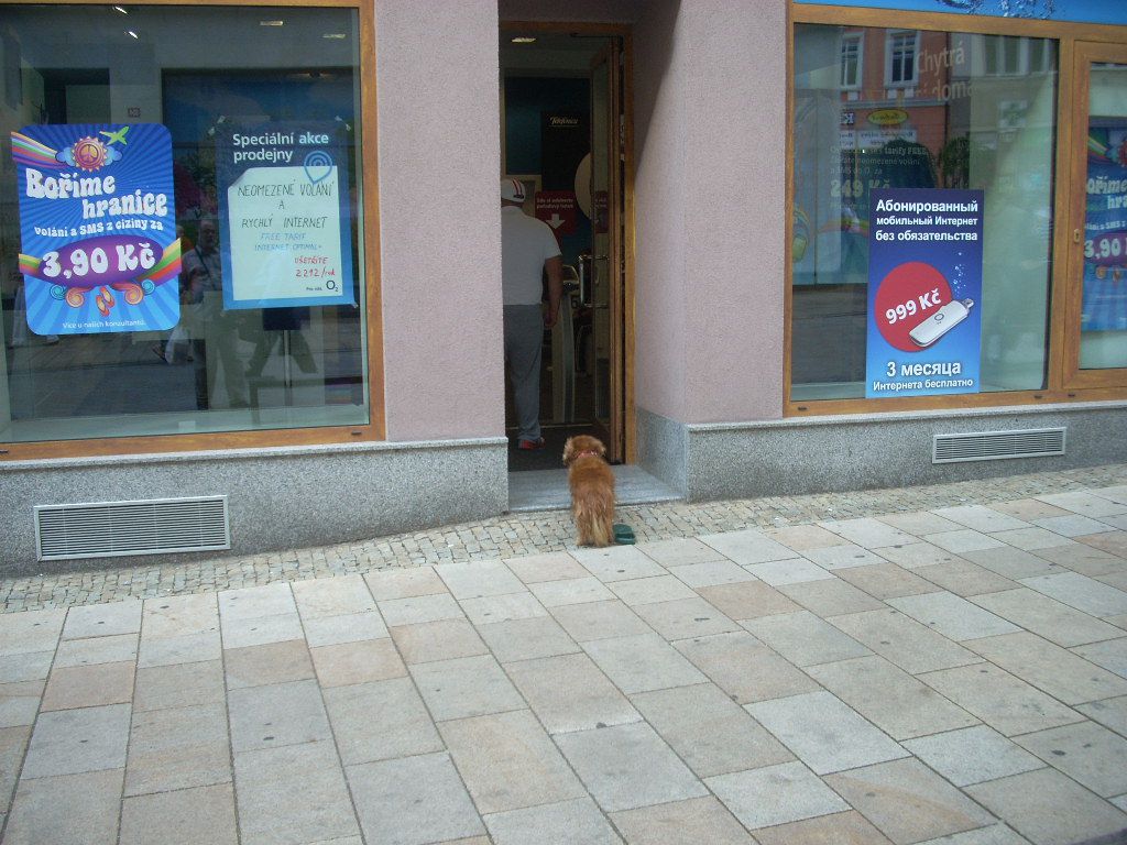 Собака на улице