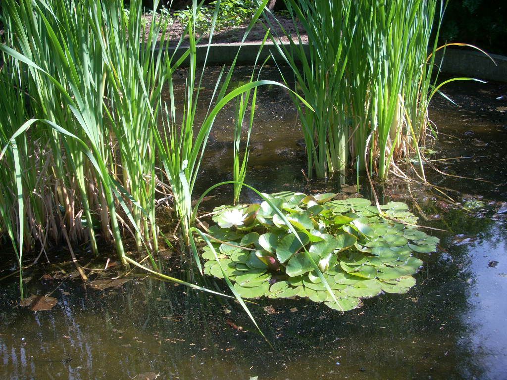 Кубышка кувшинка стрелолист
