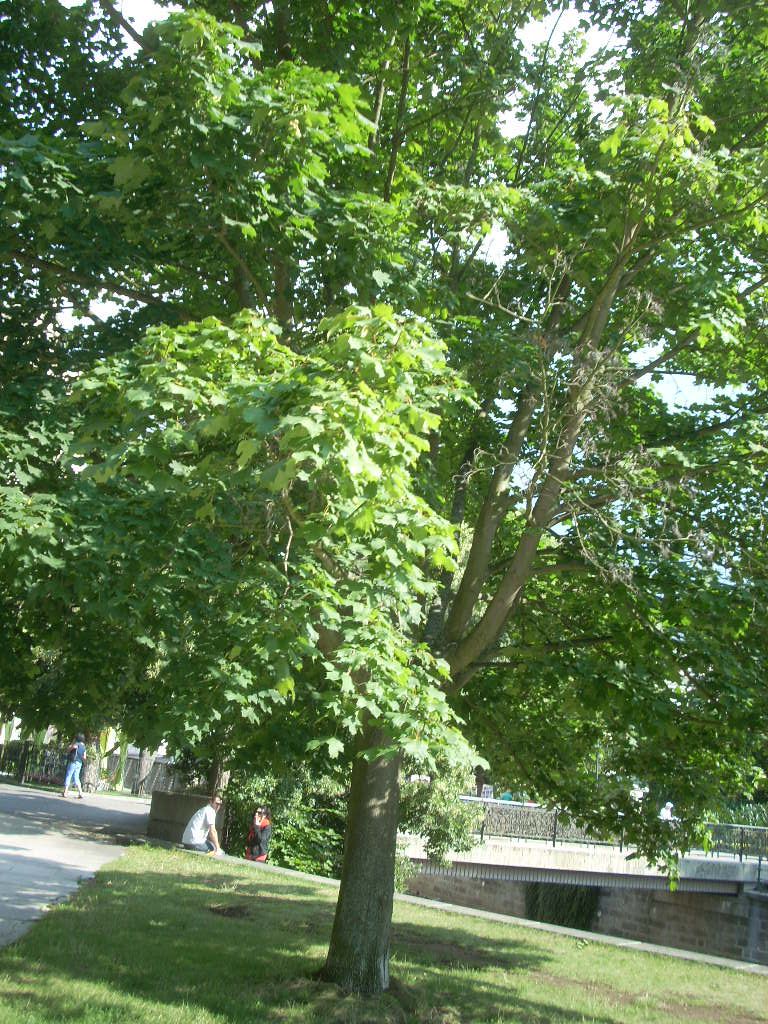 Лиственное дерево