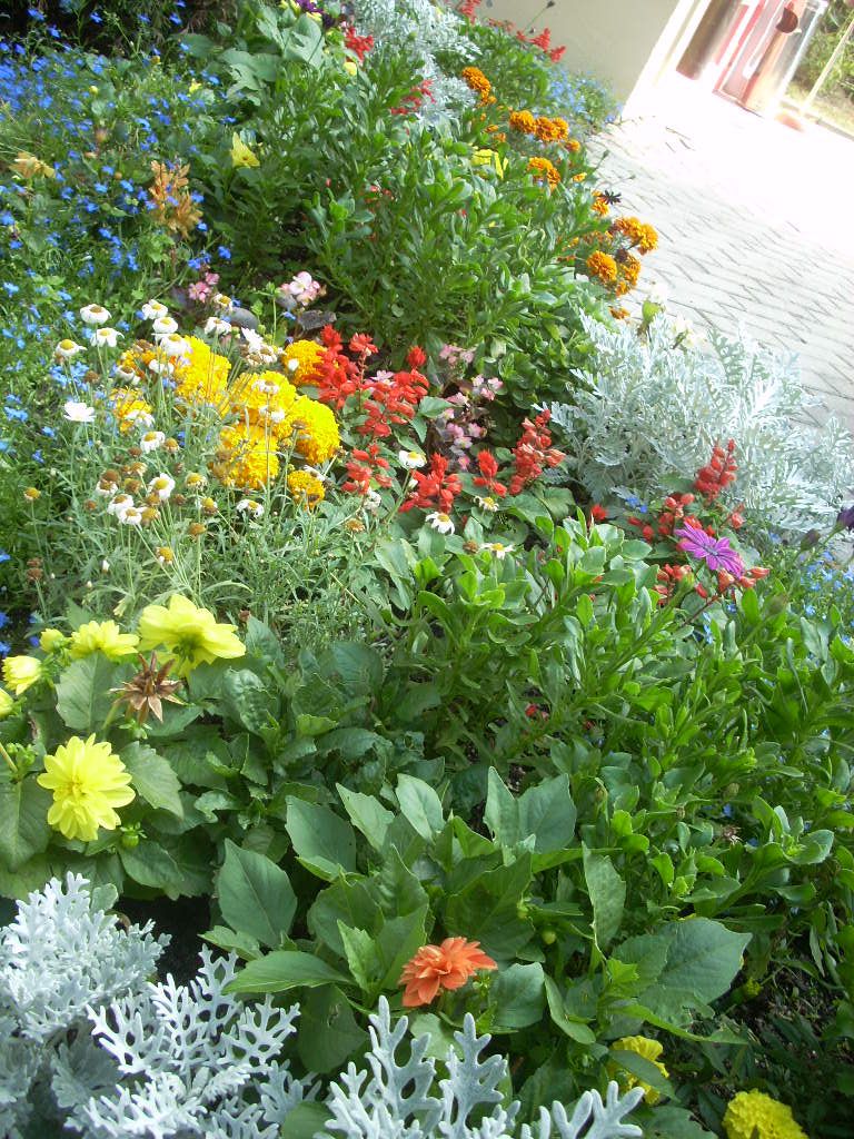 Цветок на клумбе