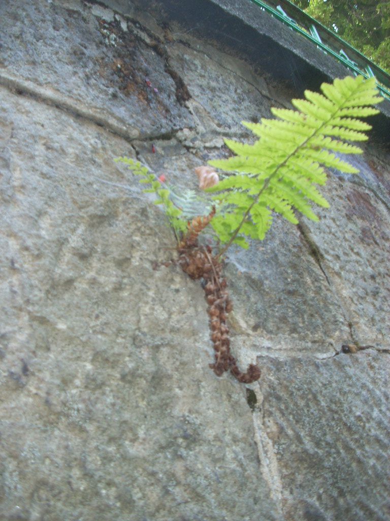 Растение папоротник