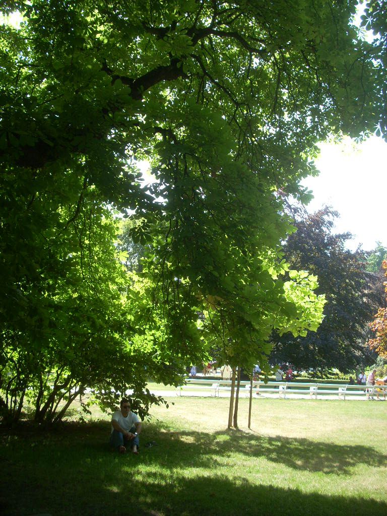 Клен зеленый дерево