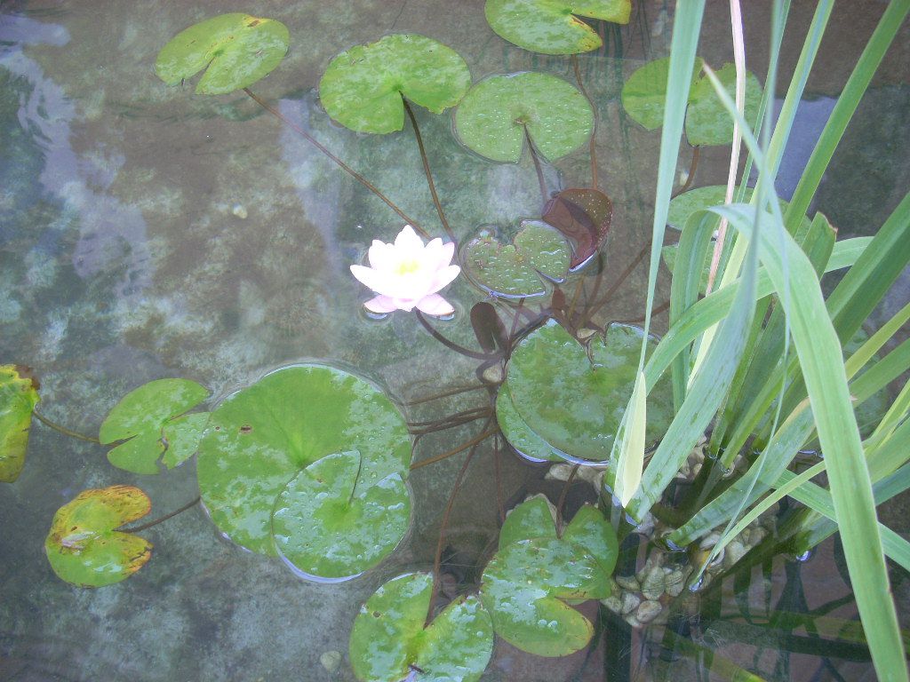 Кубышка кувшинка стрелолист