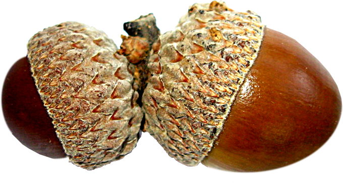 acorns80.png