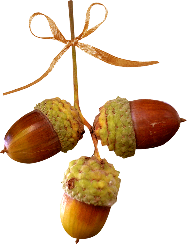 acorns34.png