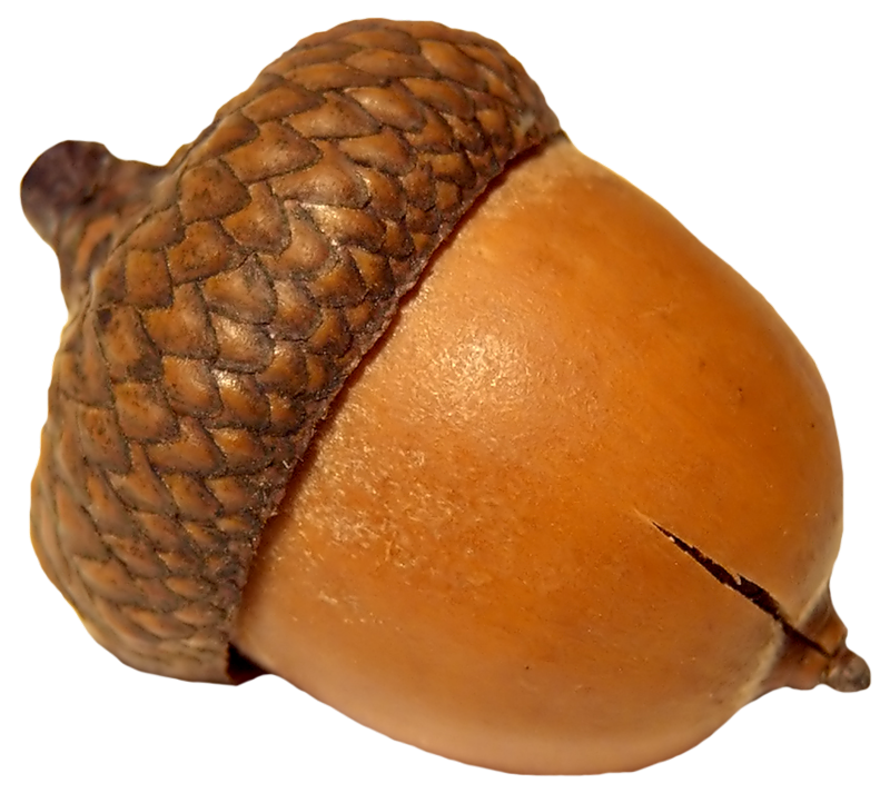 acorns76.png