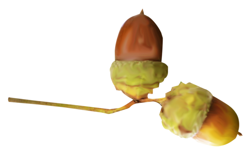 acorns57.png