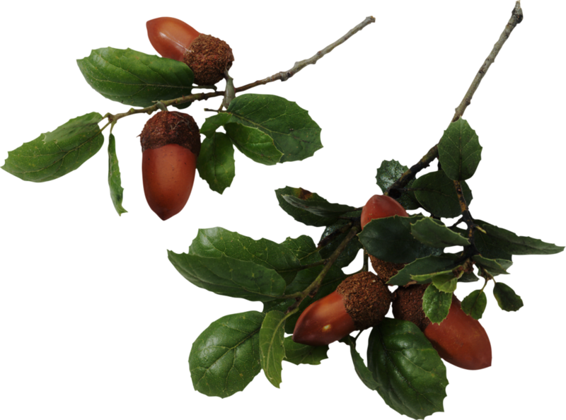 acorns15.png