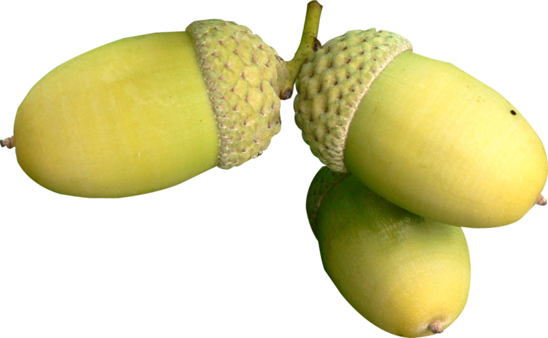 acorns13.png