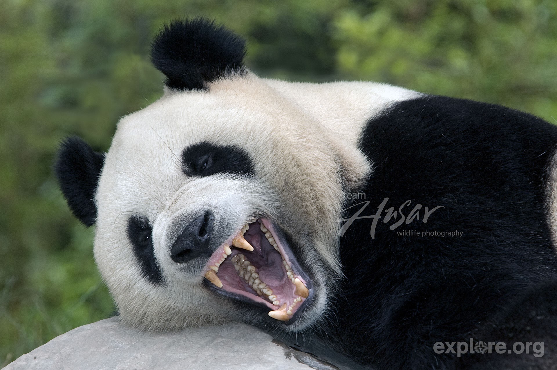 Панды едят мясо. Панда хищник или. Панда хищник или травоядное. Зубы панды. Злая Панда.