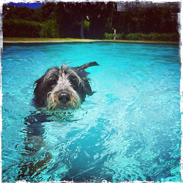 7.07.14 dogs-2.jpg