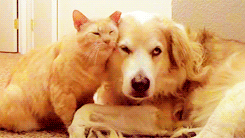 tumblr_mgsnwpl1zC1qbxmz1o4_250 4.gif