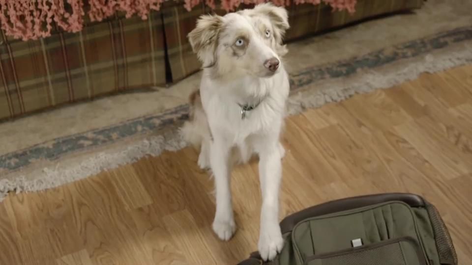 Собака Бандит_трейлер[18-24-20].JPG