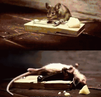 funny-gif-mouse-cute-trap-s.gif