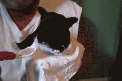 tumblr_myqk3qWoWj1smy9ueo1_250.gif