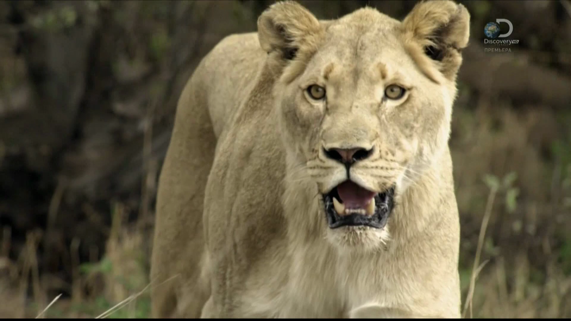 Дока животное. Прирожденные короли (2015 г.) Постер. Brothers in Blood: the Lions of Sabi Sand.