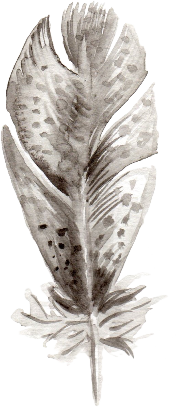 Feathers-03.png