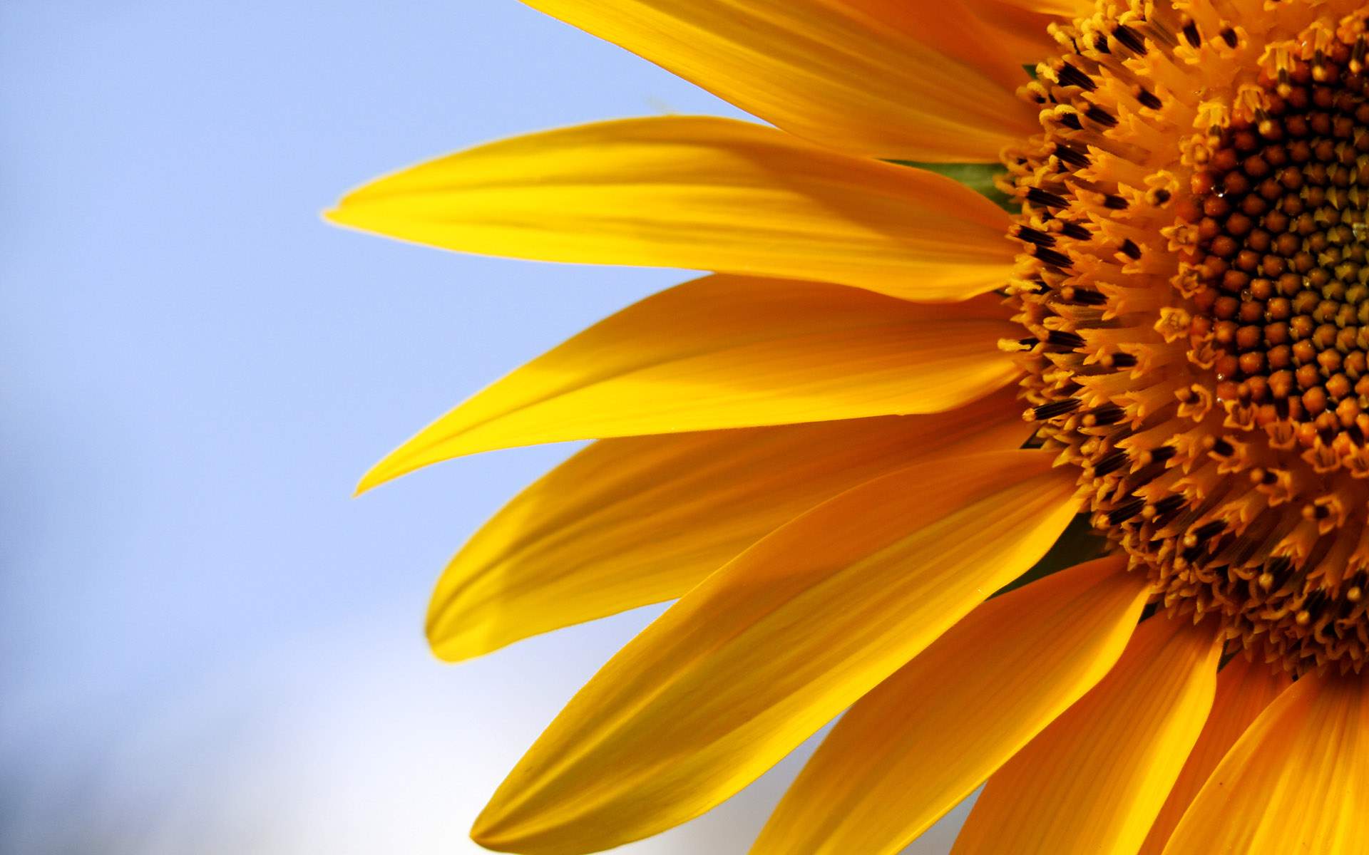 sunflowers-1920x1200.jpg