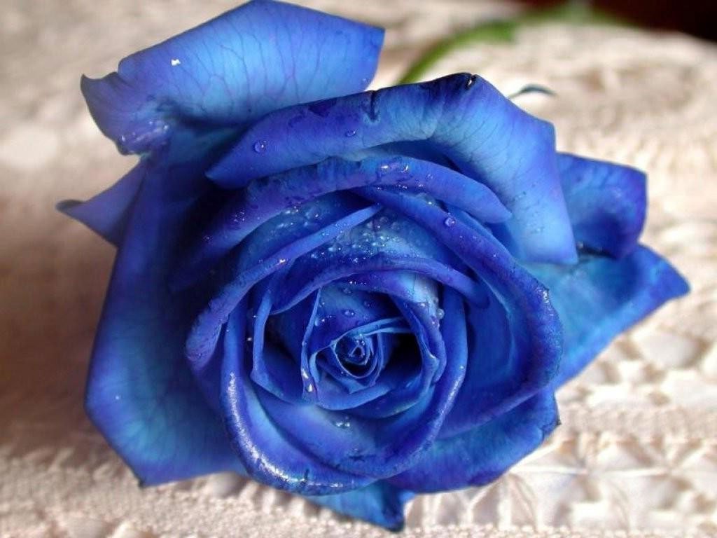 1387176285_blue-roses.jpg