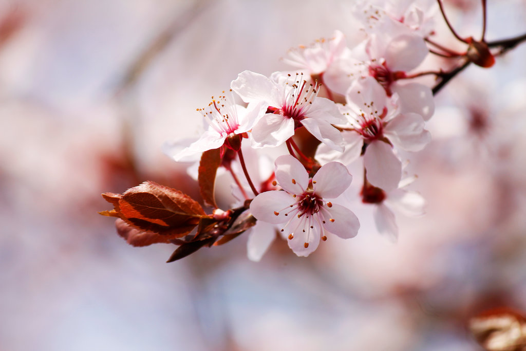 spring_by_kara_a-d7crm8k.jpg