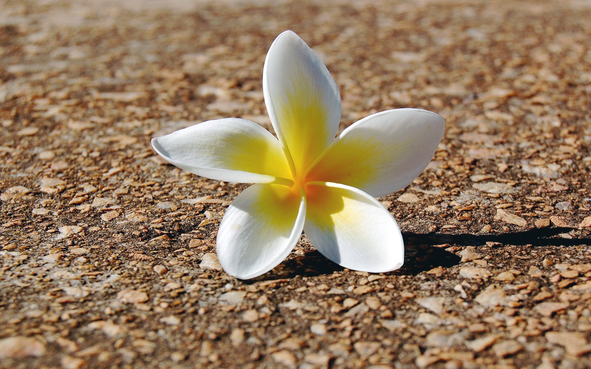2000-lovely-flowers-graphy.jpg