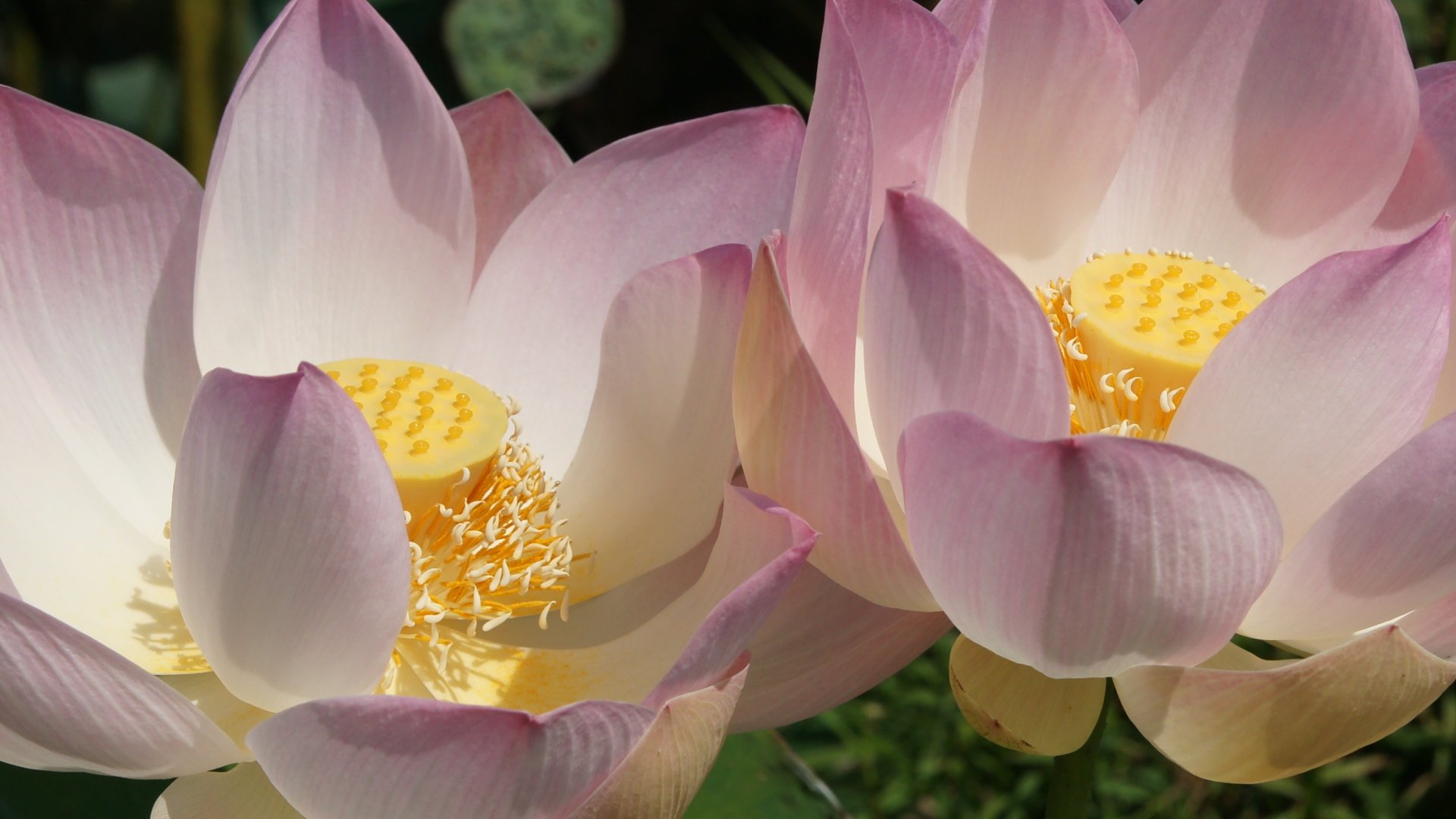 lotus-gallery-photo-photography-wallpaper-high-flower-previous.jpg
