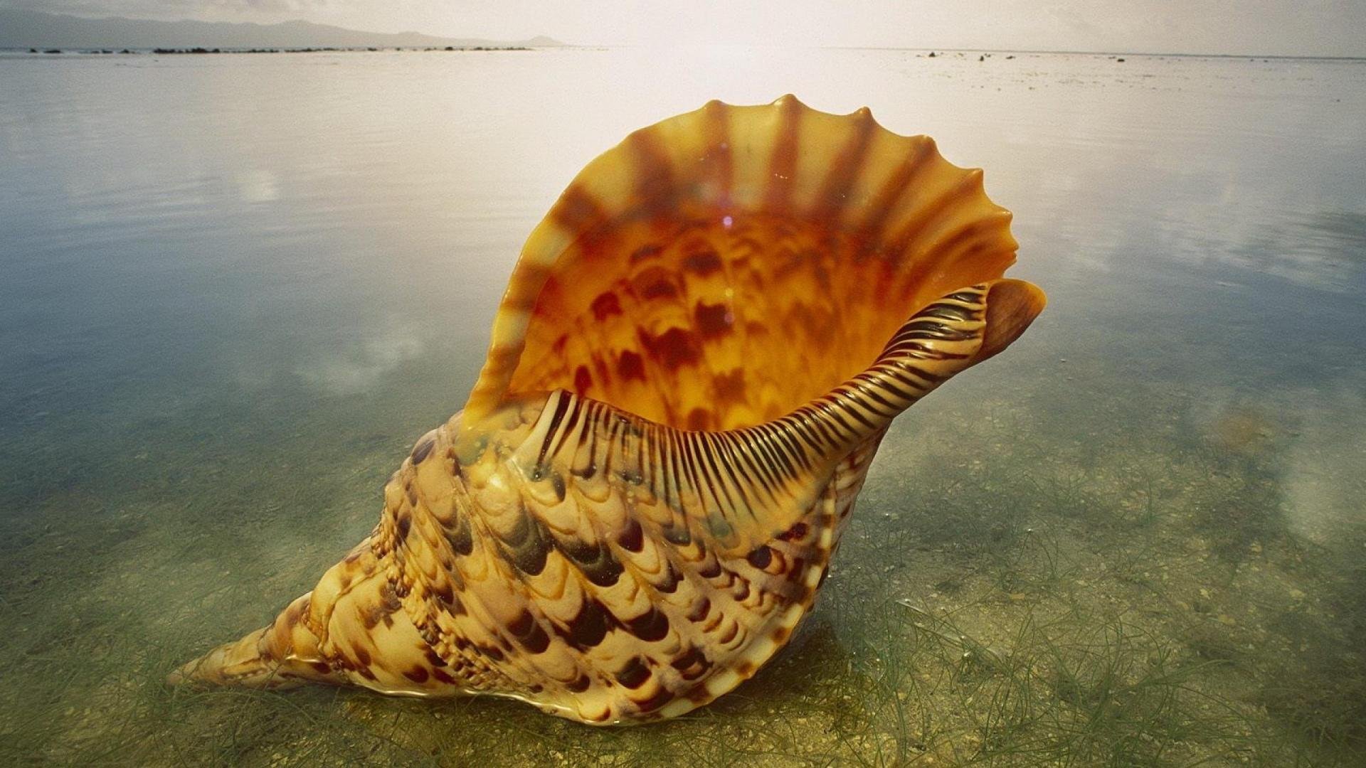 Картинки Ракушек фото 11
