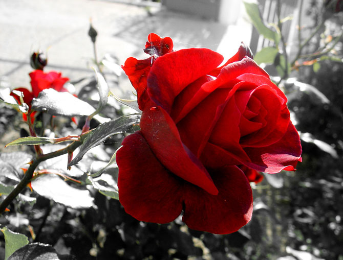 flower_22_by_terataki2005.jpg