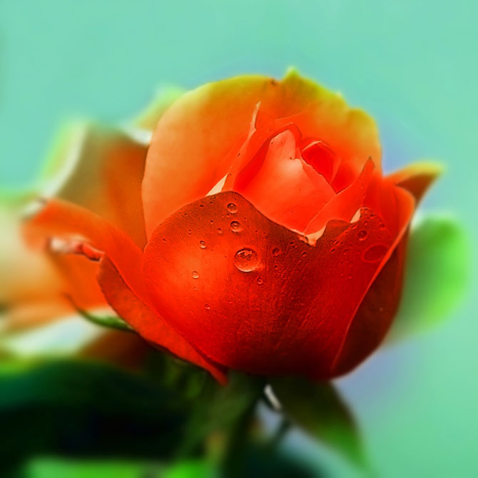 a_kiss_from_a_rose_by_terataki2005.jpg