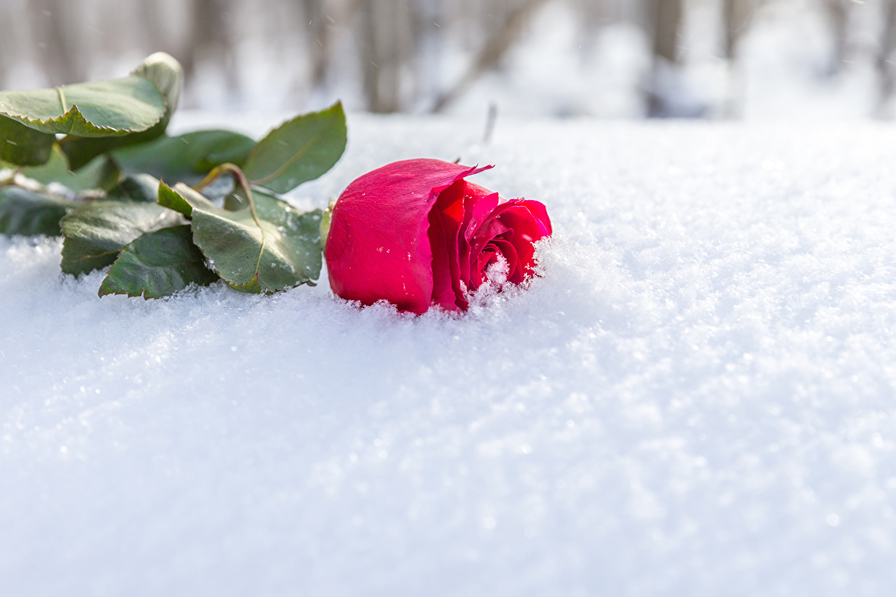 Winter_Roses_Red_Snow_543656_1280x853.jpg