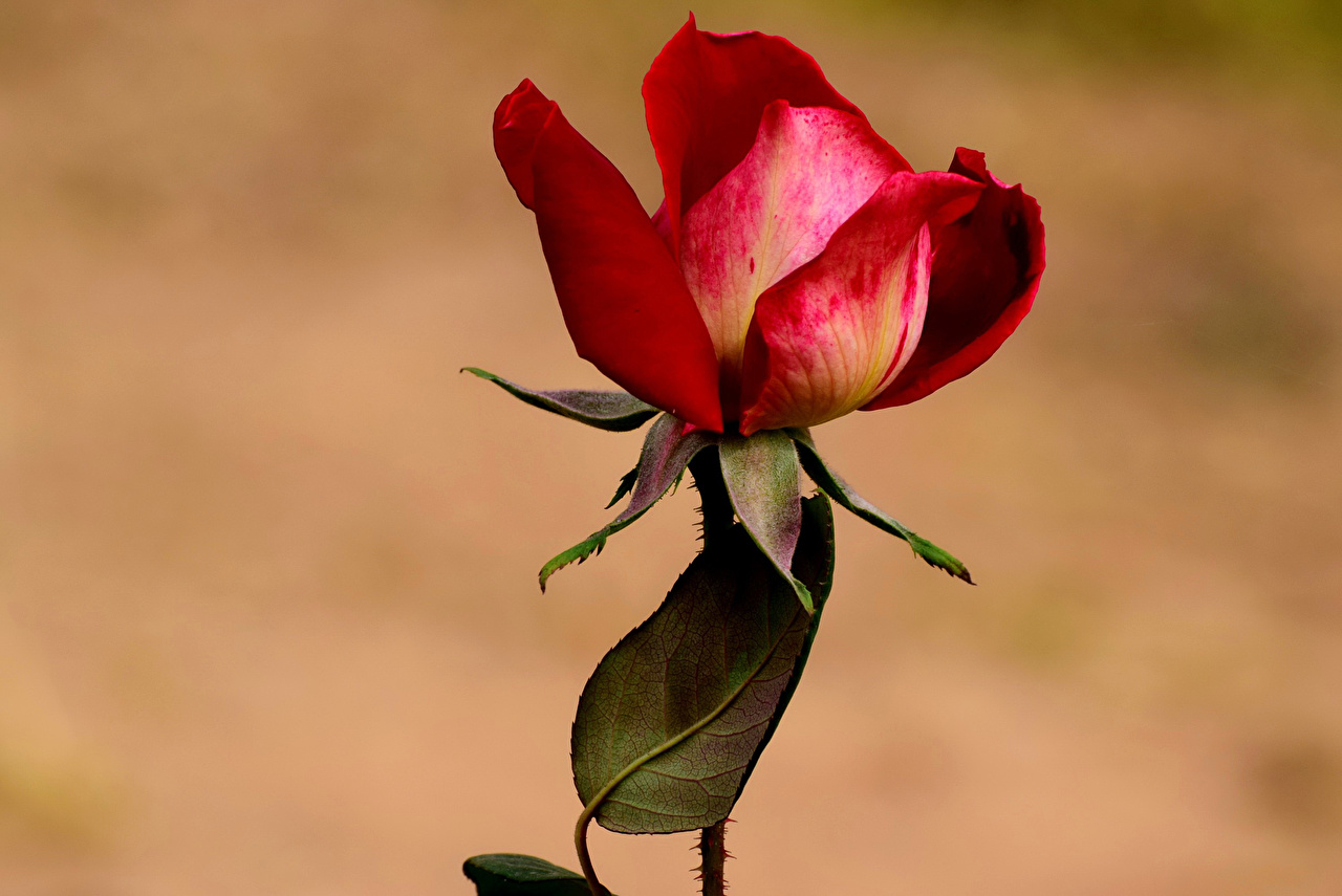 Roses_Closeup_Colored_background_543301_1280x855.jpg