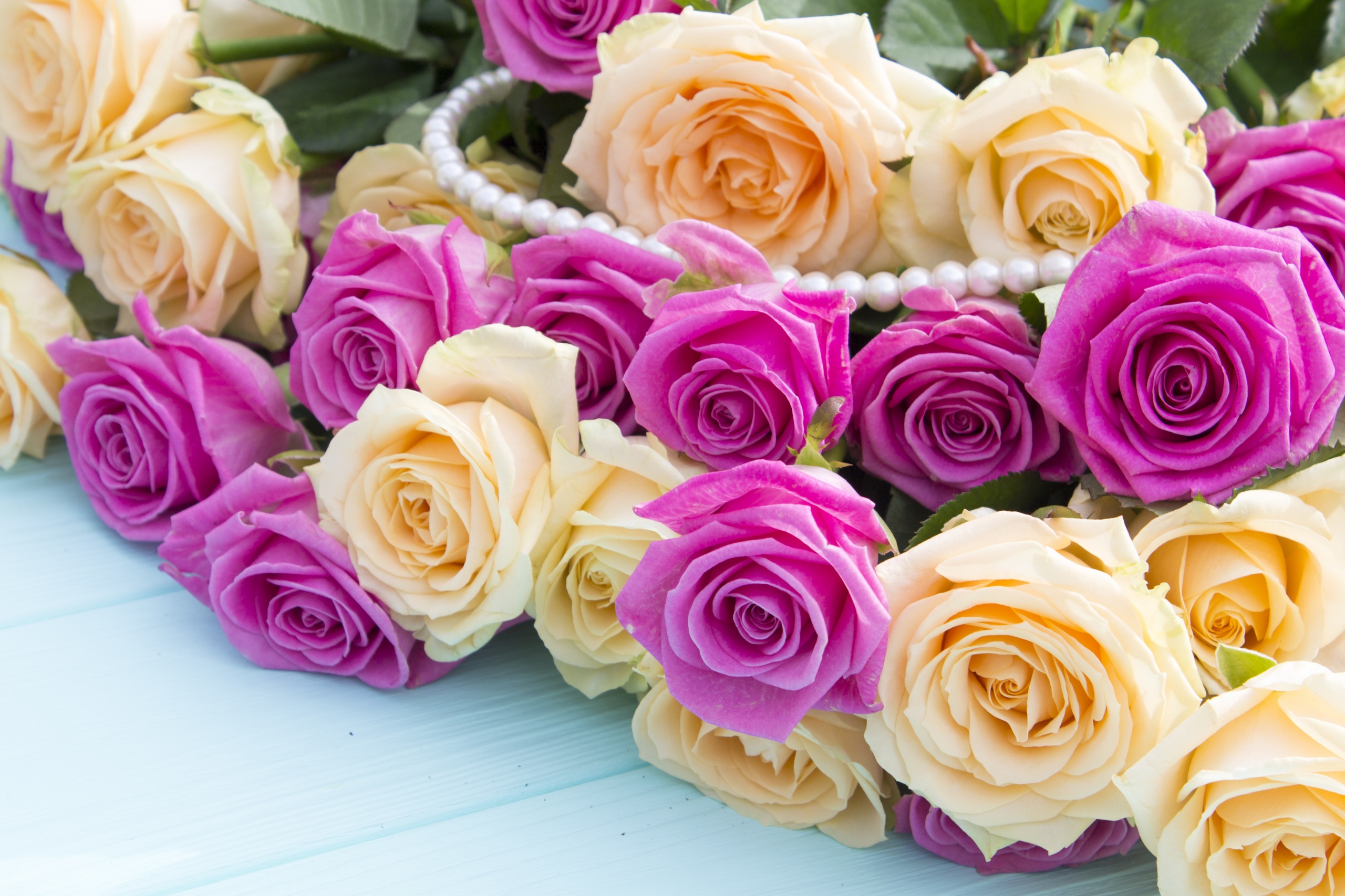 Roses_Many_541655_2560x1707.jpg