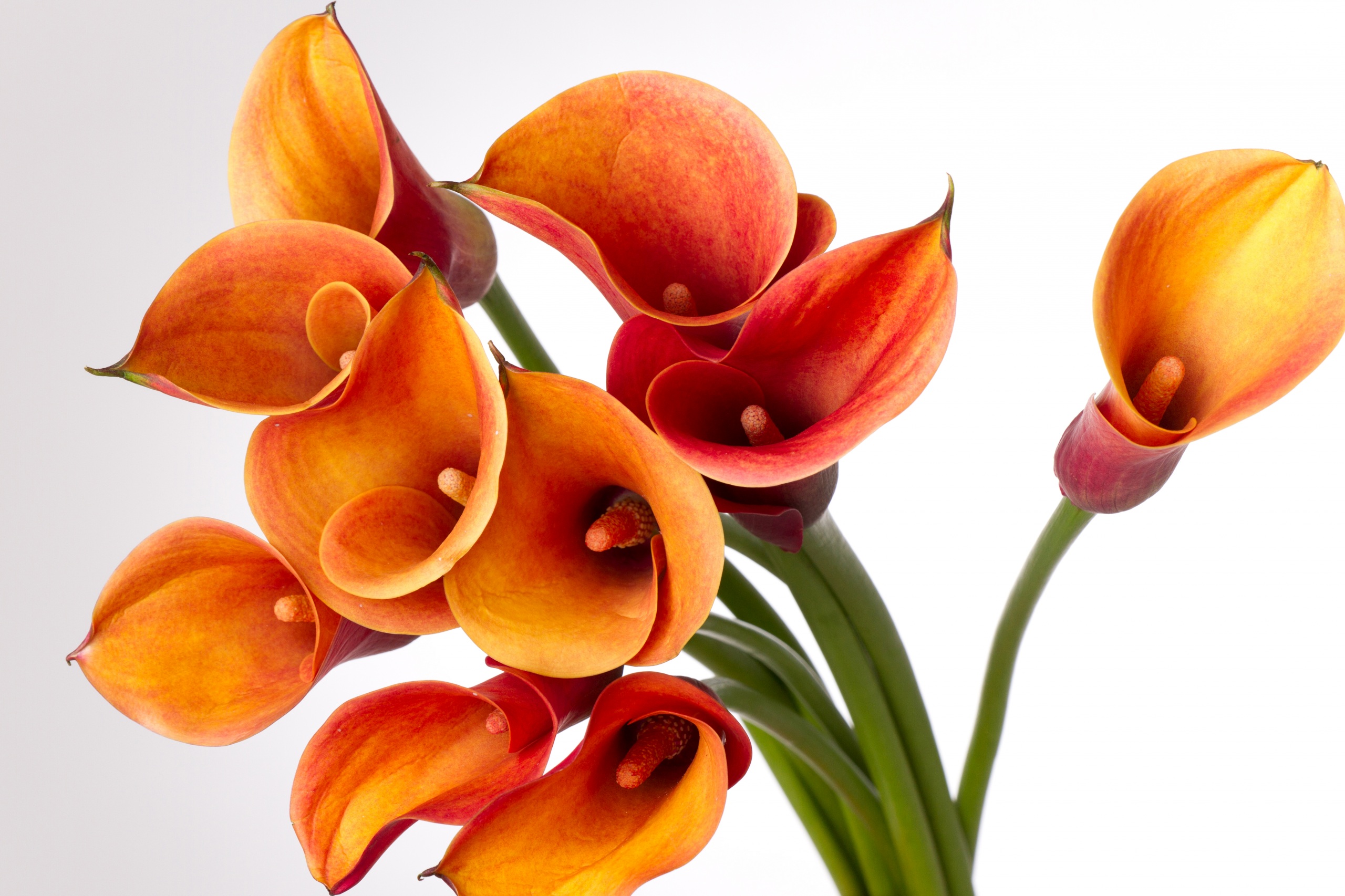 Callas_Closeup_White_background_Orange_541976_2560x1706.jpg