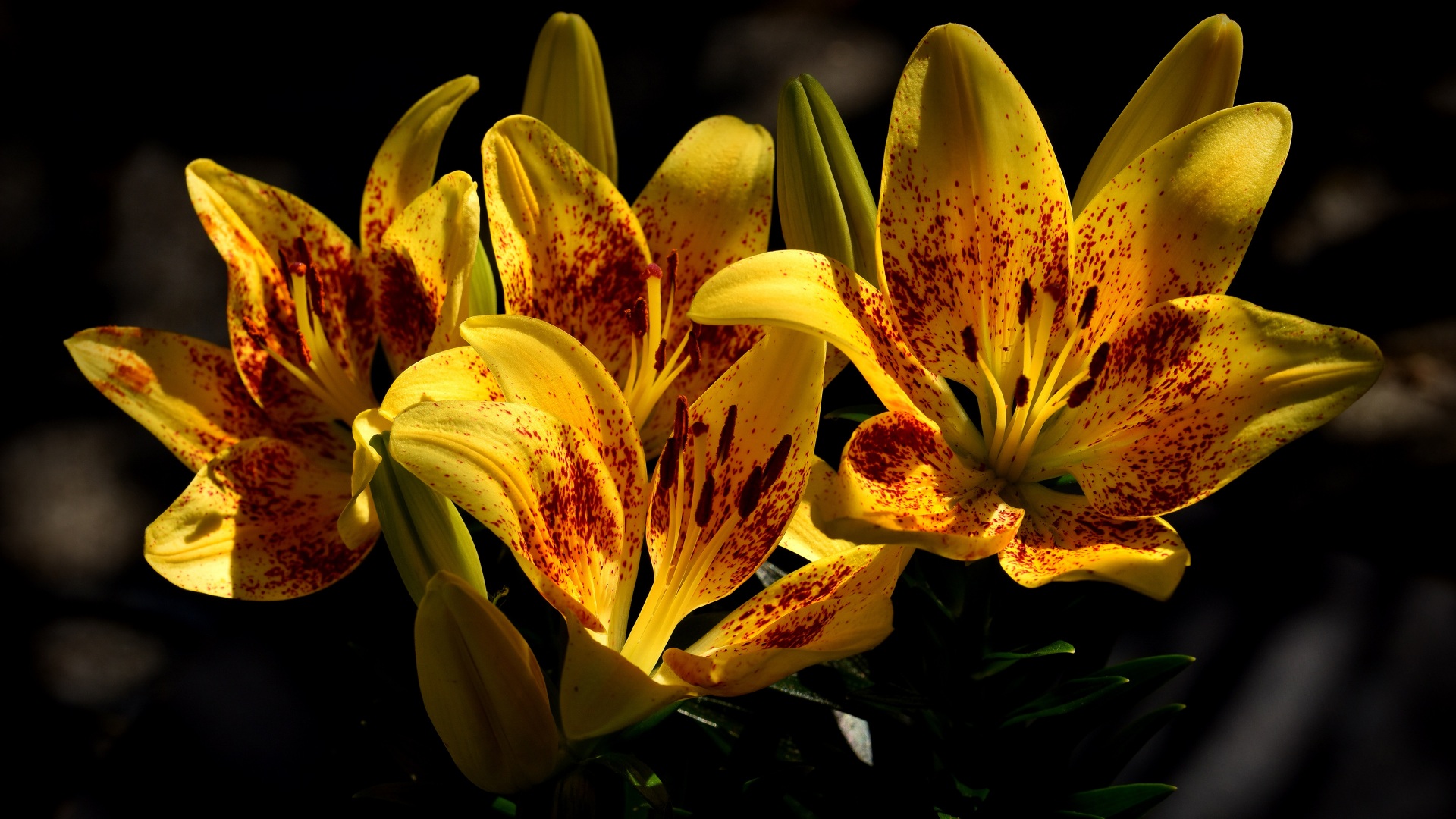 Lilies_Closeup_540279_1920x1080.jpg