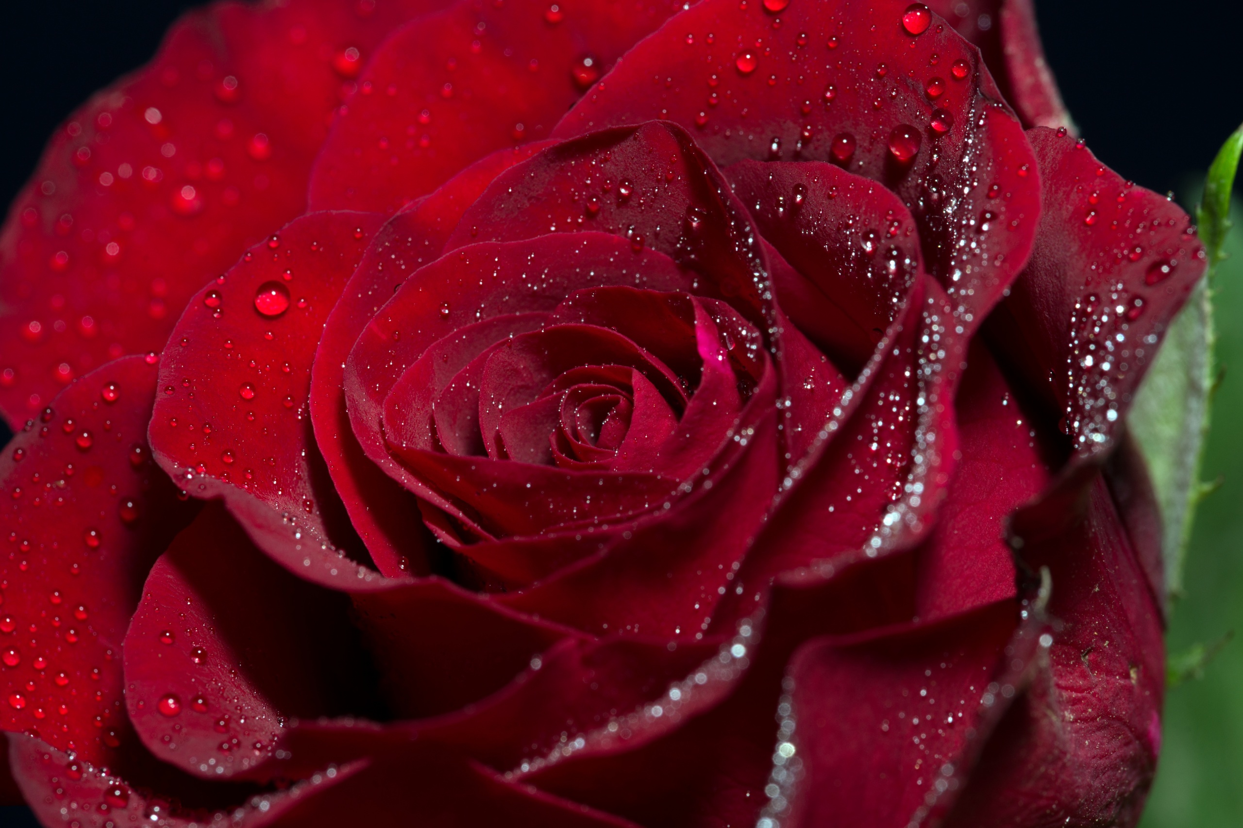Roses_Closeup_Macro_Wine_color_Drops_540371_2560x1706.jpg
