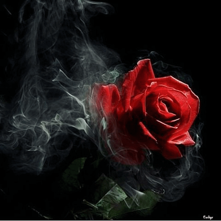 94C2ECD604BC3078C656CC747B046978F2F50129.gif