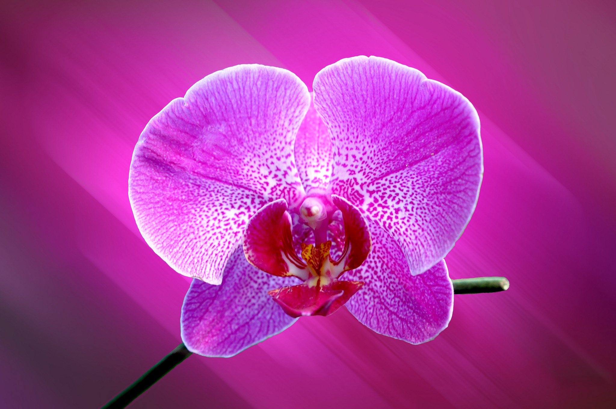 Orchid_Closeup_Pink_color_539632_2048x1360.jpg
