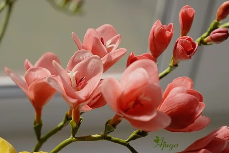 freziya-foto-05.jpg