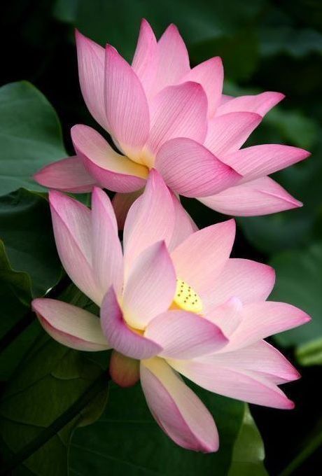 flower-tattoo-design-55.jpg