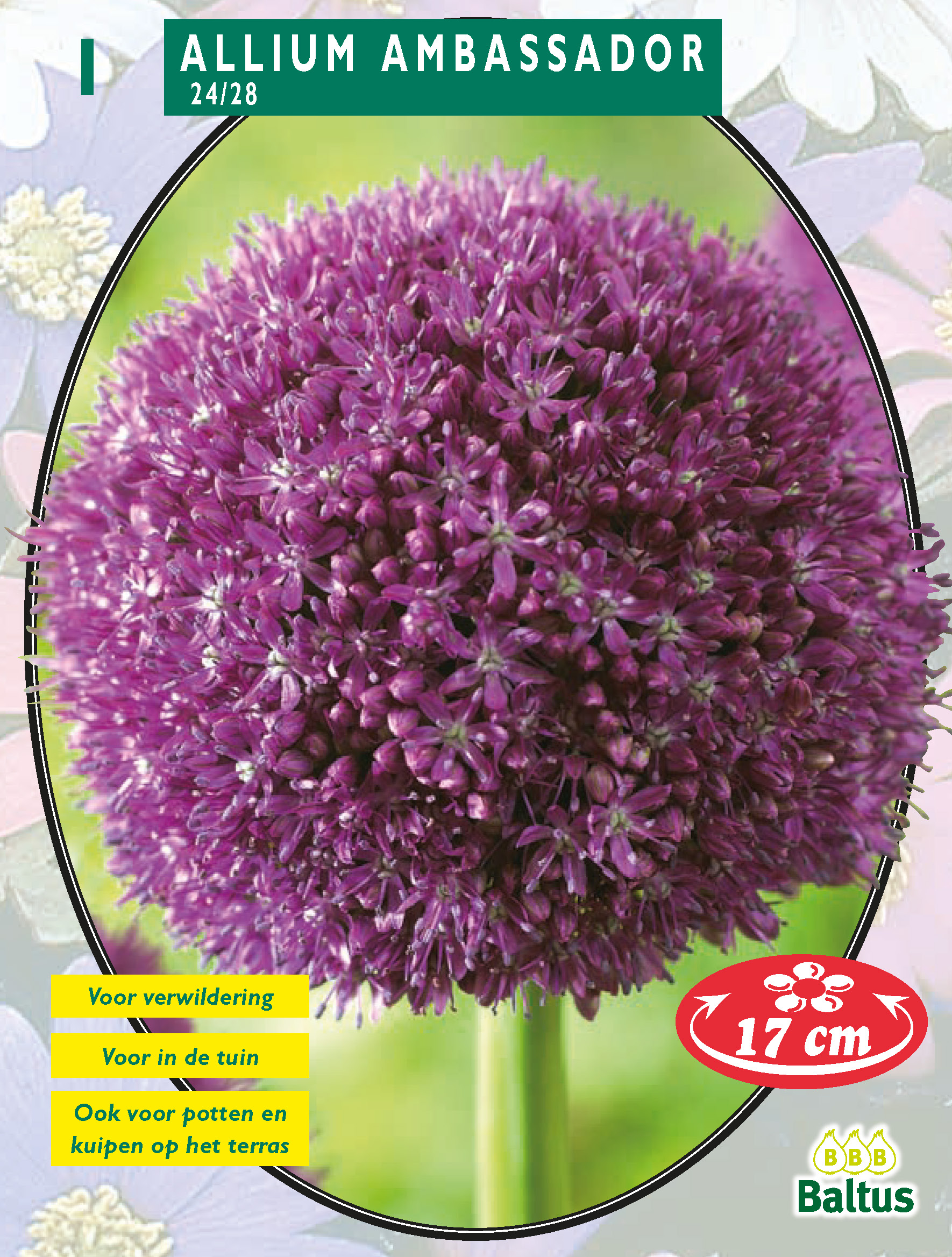 Лук Амбассадор - Allium Ambassador