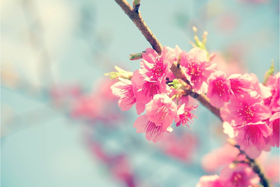 sakura-2686483_960_720.jpg