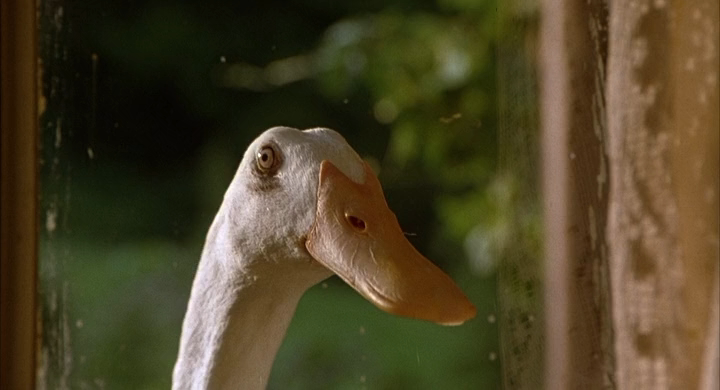 Бэйб-Четвероногий малыш.(1995).HDRip-AVC.[-=DoMiNo=-].mkv_20200913_150315.368.png