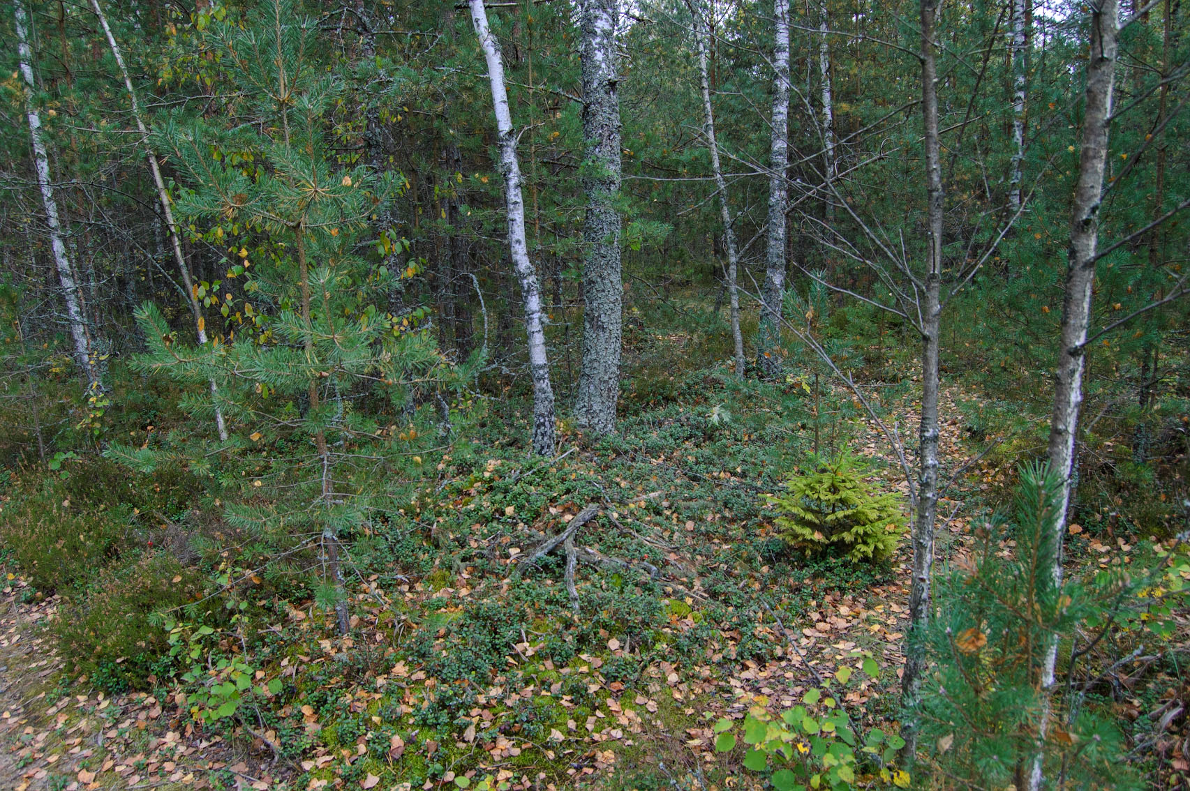 DSC_0029 copy.jpg