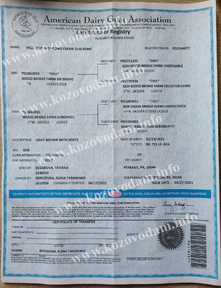 Крэм Де Лякрэм род liliadolin.jpg