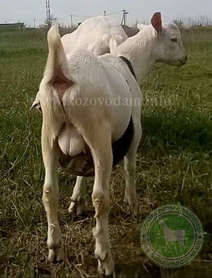 Арнольд 3 ЛПХ Зааненталь.jpg